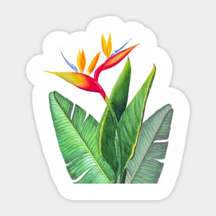 Tropical strelitzia Bird of Paradise flower  watercolor illustration Sticker